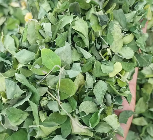 Moringa