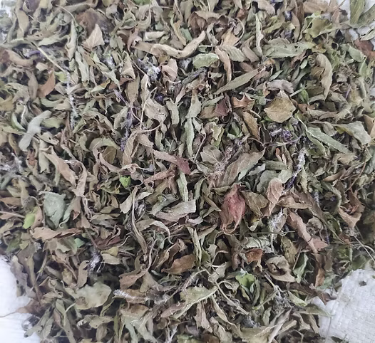 Basil