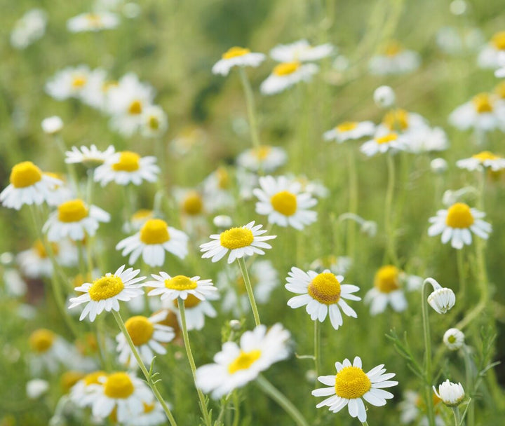 Chamomile
