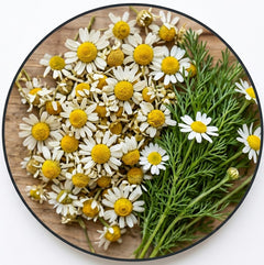 Chamomile