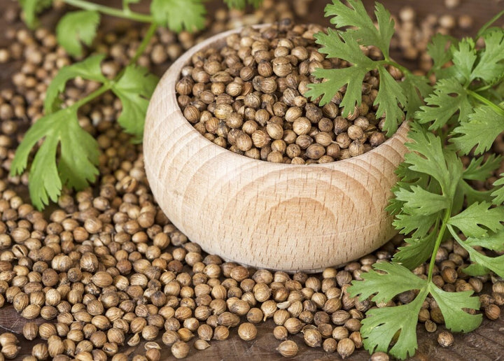Coriander