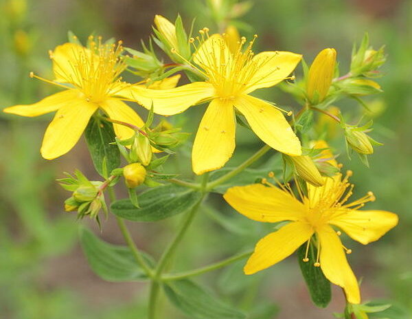 St. John Wort Leaves