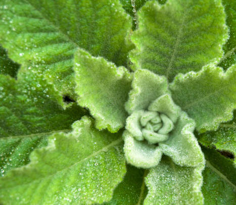 Mullein Leaves