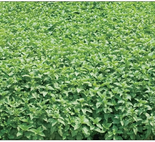 Peppermint