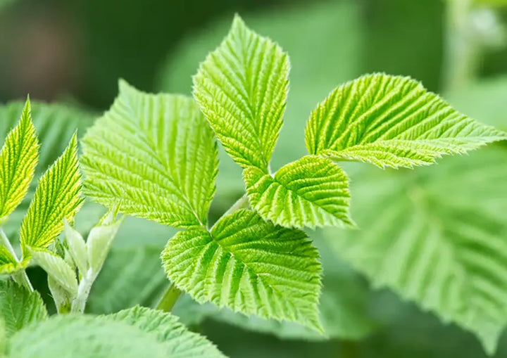 Raspberry Leaves