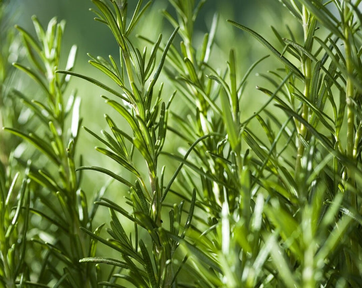 Rosemary