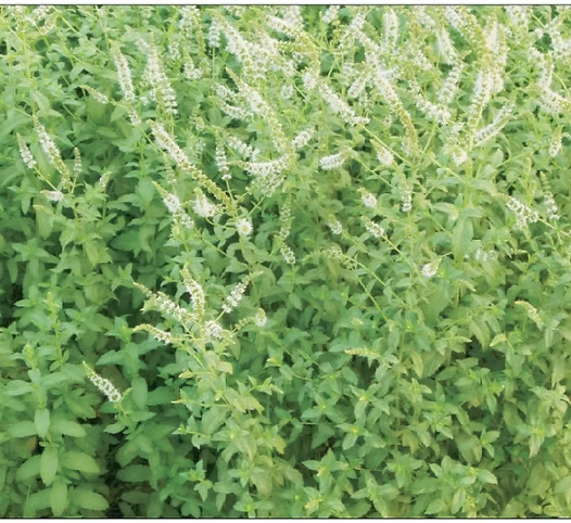 Spearmint